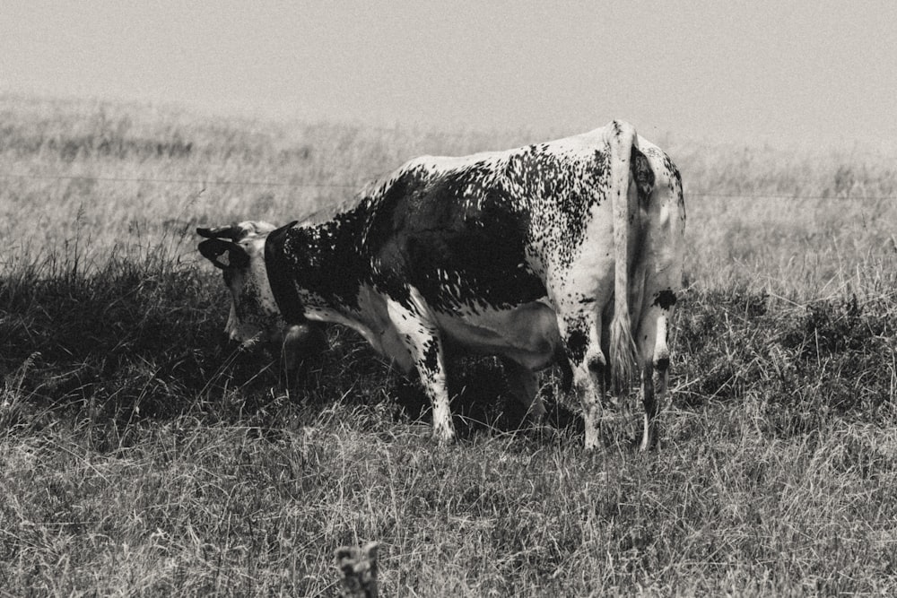 una foto in bianco e nero di una mucca in un campo