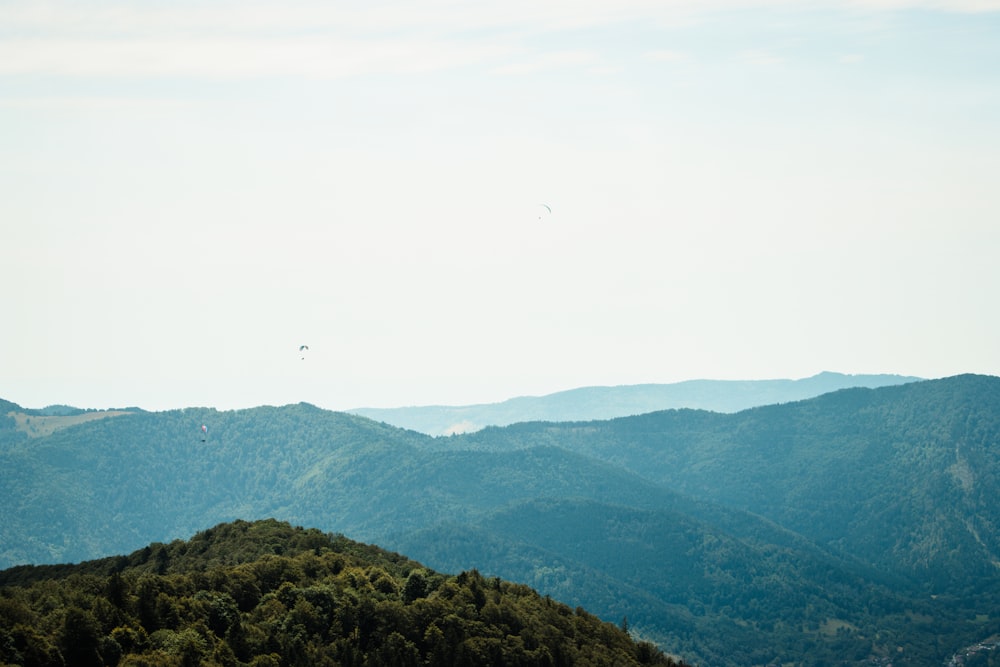 a bird flying over a lush green hillside