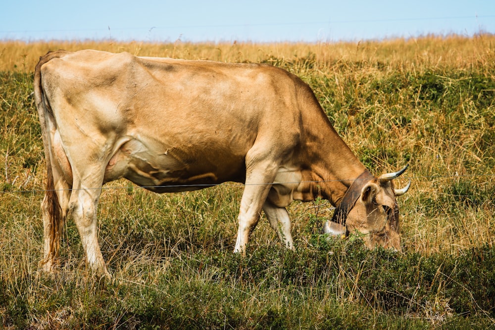 a cow grazing on grass in a field