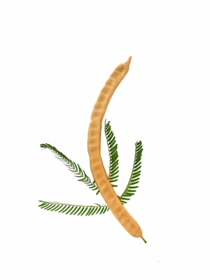 A tan bean pod is positioned diagonally across the image with green leaflets beneath it. The pod has a slightly curved, cylindrical shape and a textured surface. The leaflets are slender and arranged symmetrically with a vibrant green color, creating a contrasting backdrop against the white background.