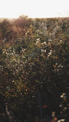 Wildflowers blooming along a woodland path at the retreat, bathed in golden afternoon light.