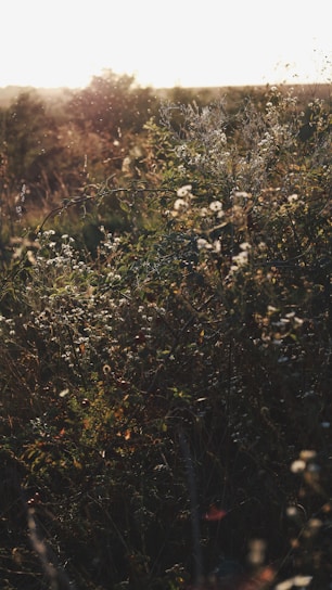 A peaceful community garden in Arroyo Grande, bathed in warm sunlight.