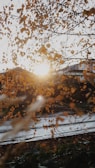 Soft-focus image of autumn leaves drifting slowly down a calm river.