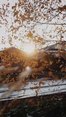 Soft-focus image of autumn leaves drifting slowly down a calm river.