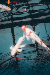 Koi fish with vibrant orange and white scales swim gracefully in a pond. The water is rippling, creating reflections and adding a dynamic element to the scene.