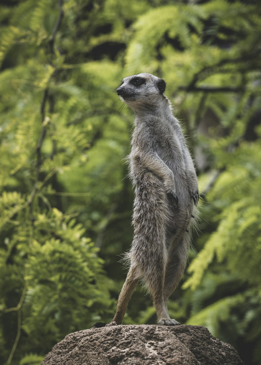 a meerkat standing on top of a rock