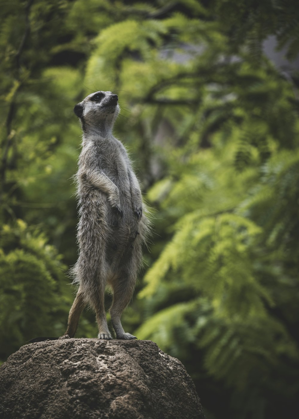 a meerkat standing on top of a rock