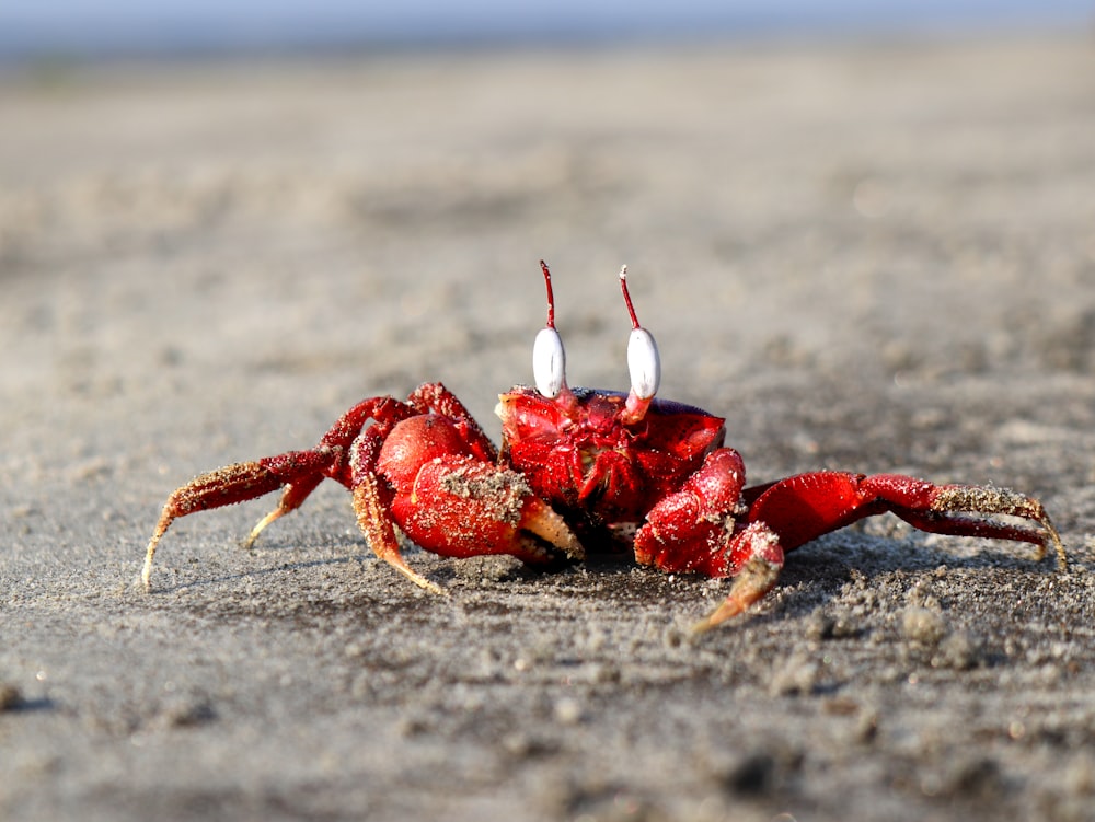 a close up of a crab on a beach