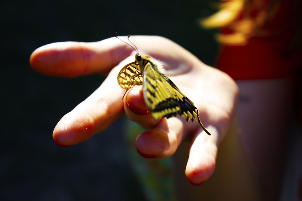 a small yellow butterfly sitting on a persons hand