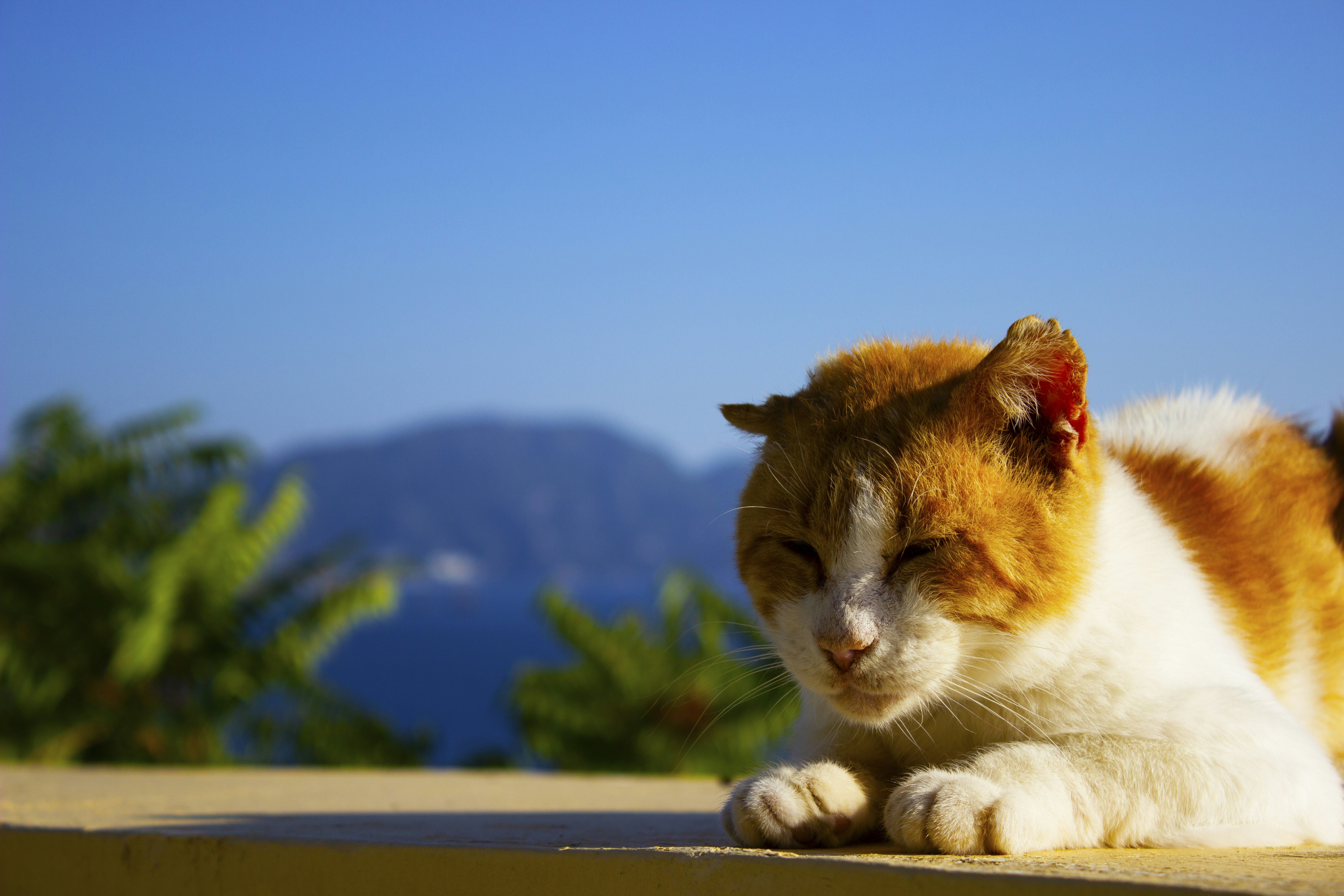 an orange and white cat laying on a ledge