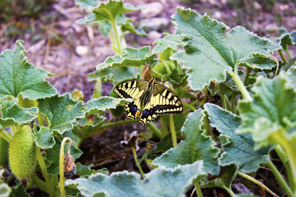 a yellow and black butterfly sitting on a leafy plant