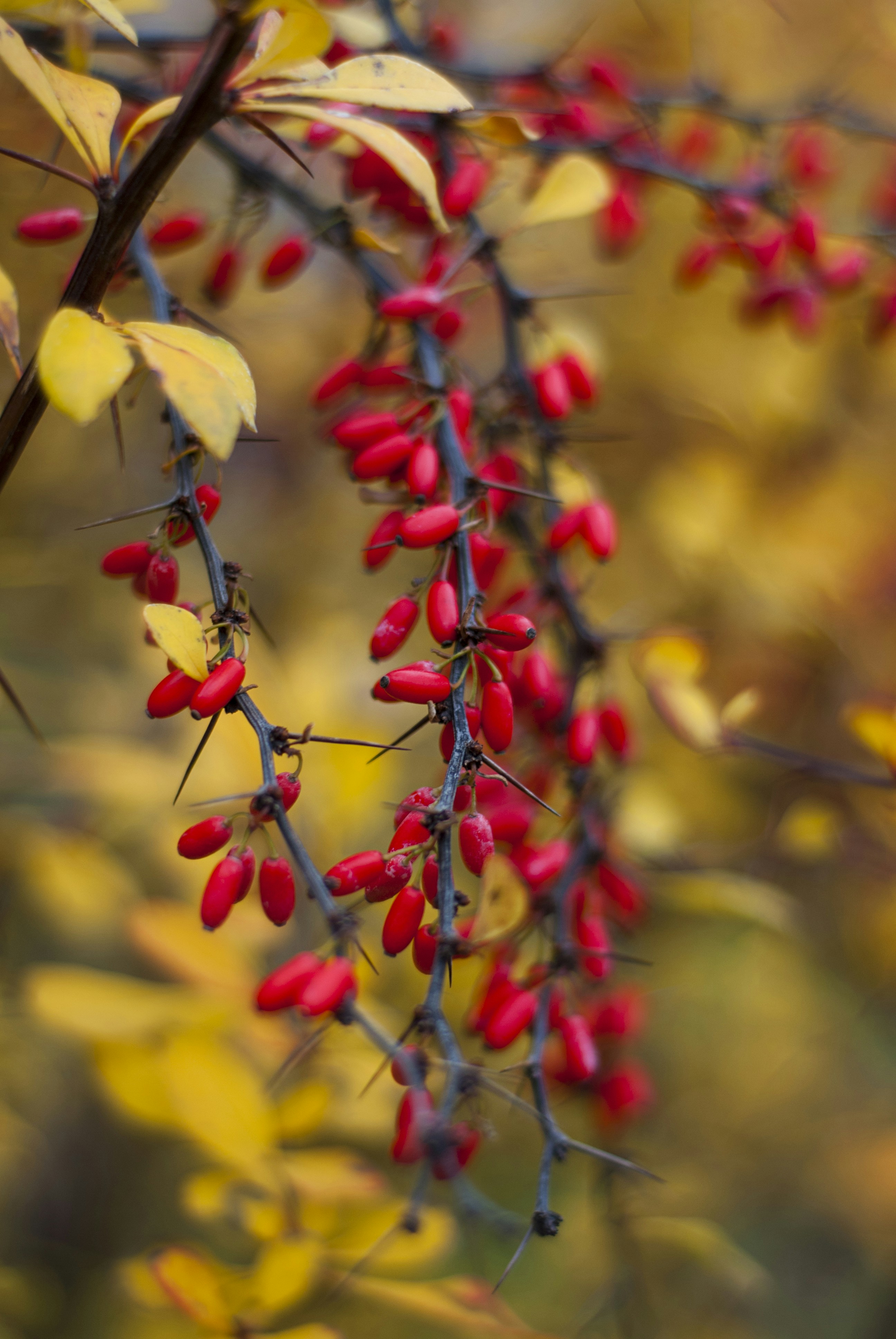 Photo by kovalskihelga