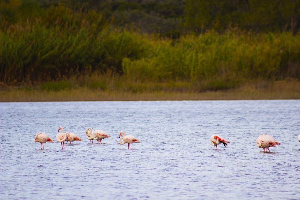a flock of flamingos wading in the water