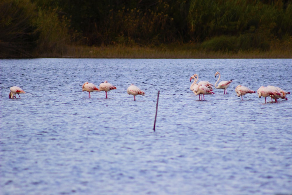 a flock of flamingos wading in a body of water