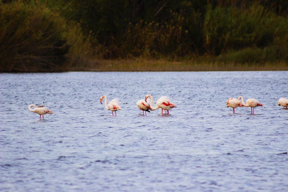 a group of flamingos wading in the water