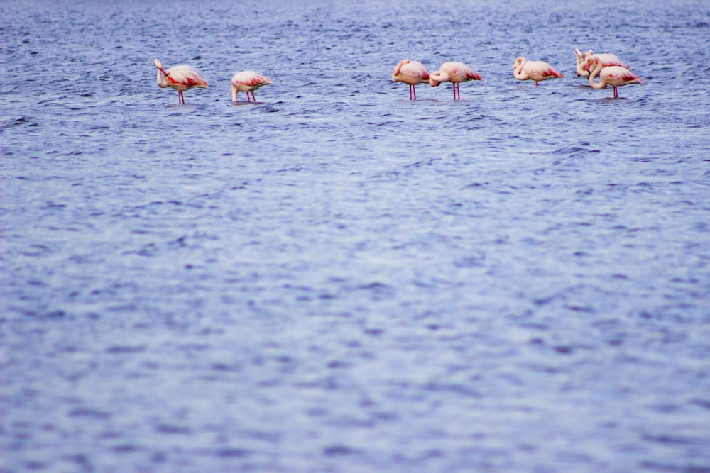 a group of flamingos wading in a body of water