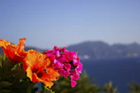 Close-up of tropical flowers blooming against a backdrop of blue ocean