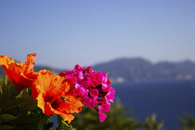 Close-up of tropical flowers blooming against a backdrop of blue ocean