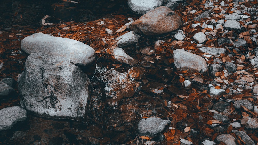 a rock in the middle of a stream of water