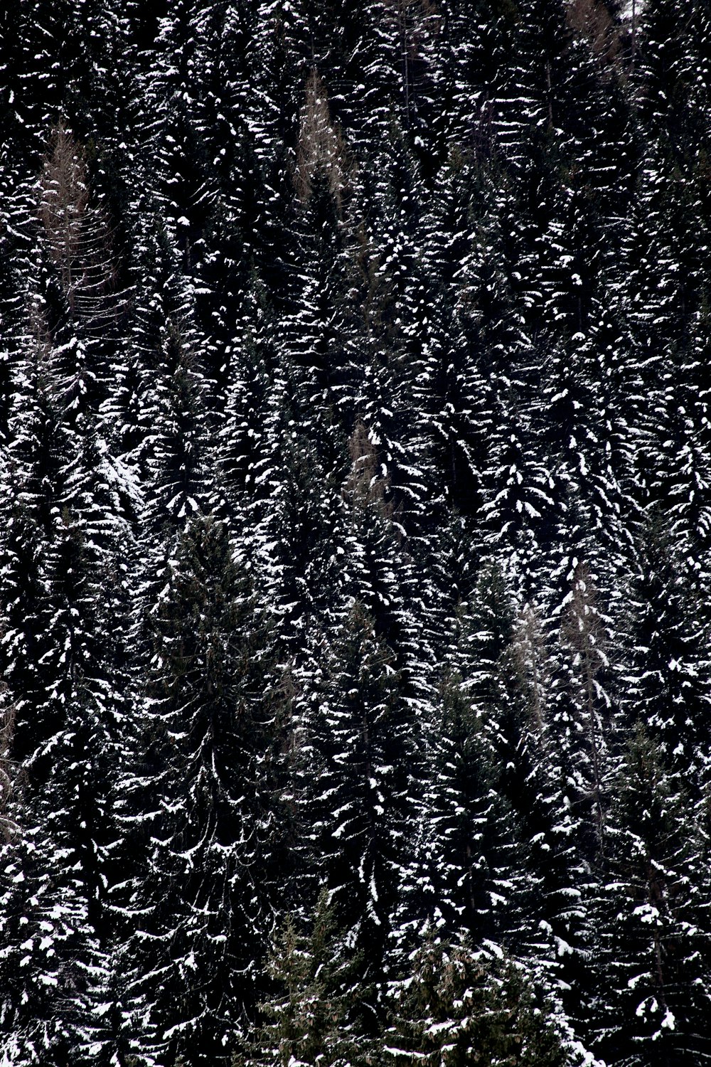 a group of pine trees covered in snow