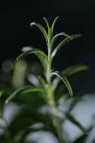 a close up of a plant with green leaves
