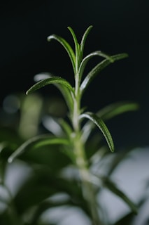 a close up of a plant with green leaves