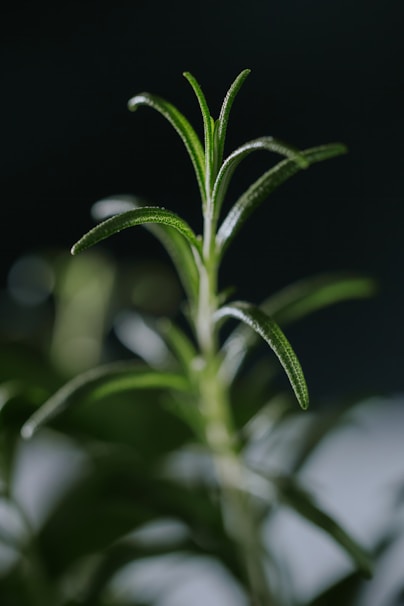 a close up of a plant with green leaves