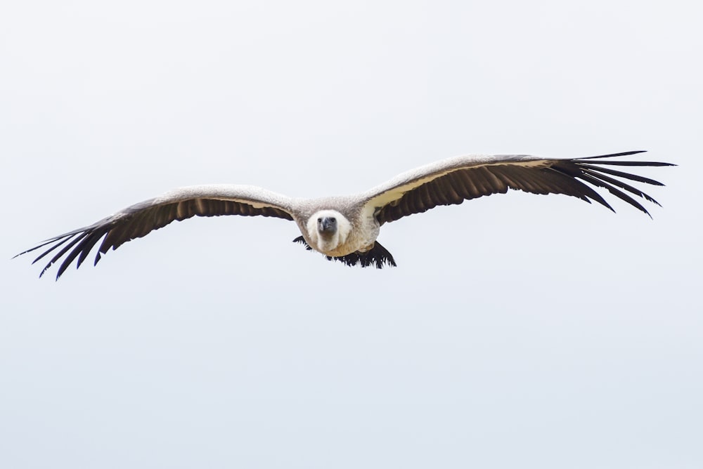 a large white and black bird flying in the sky