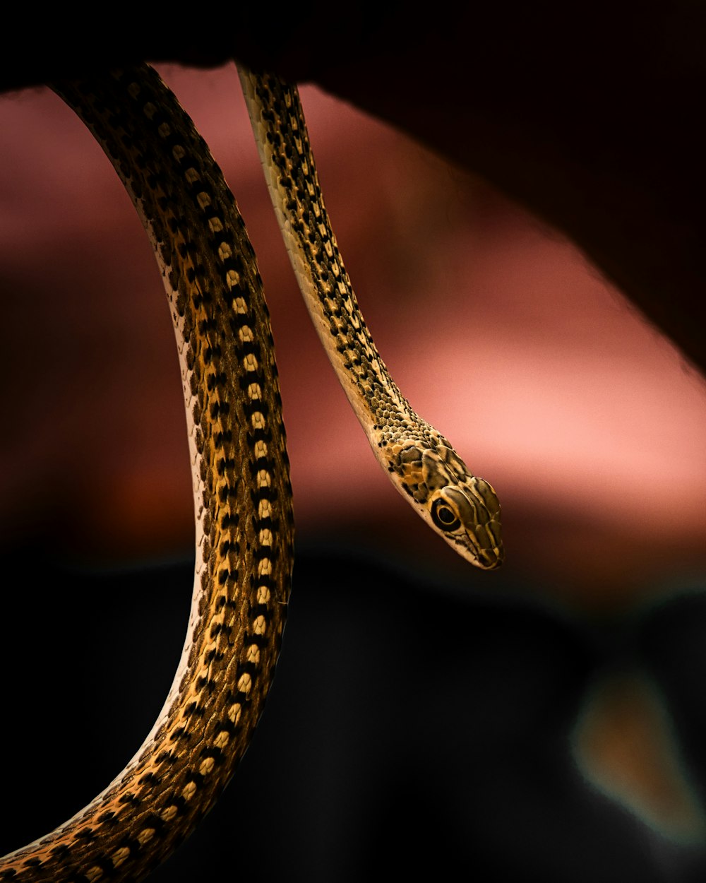 a close up of a snake on a person's arm