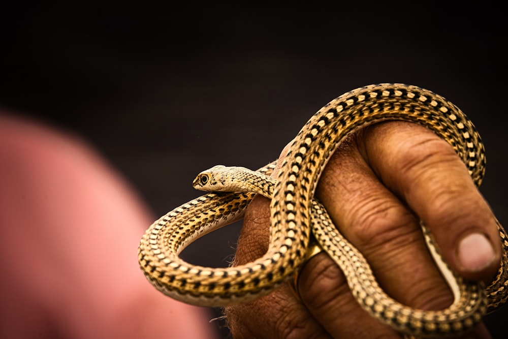 a person holding a snake in their hand