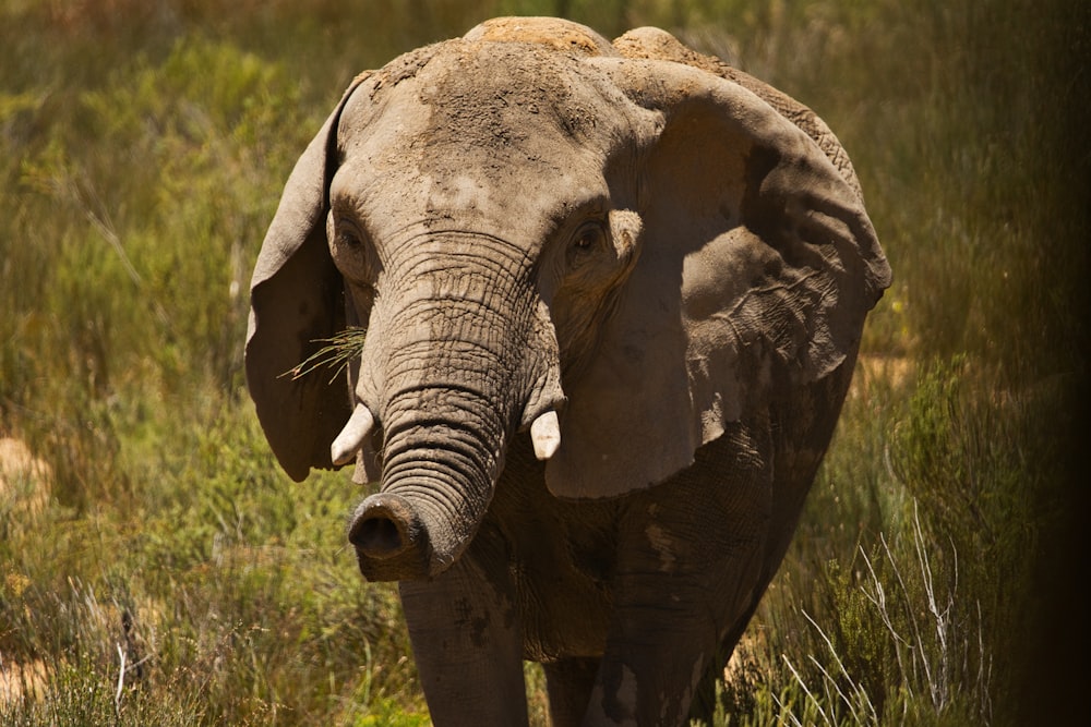 ein Elefant mit Stoßzähnen steht auf einem Feld