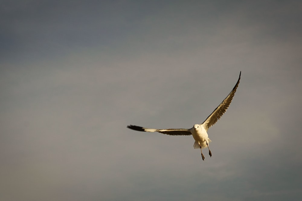 a large bird flying through a cloudy sky