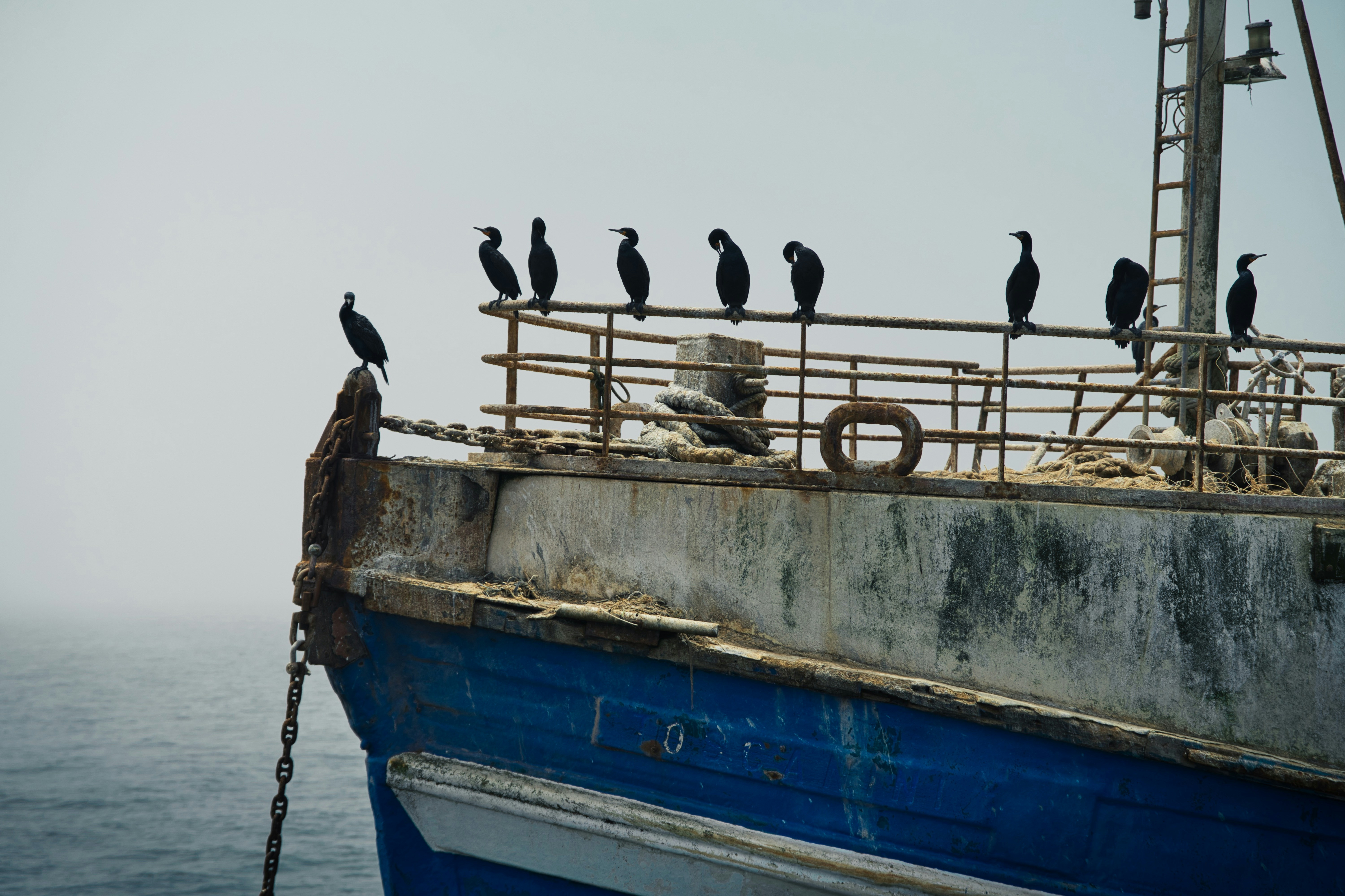 a group of birds sitting on top of a boat