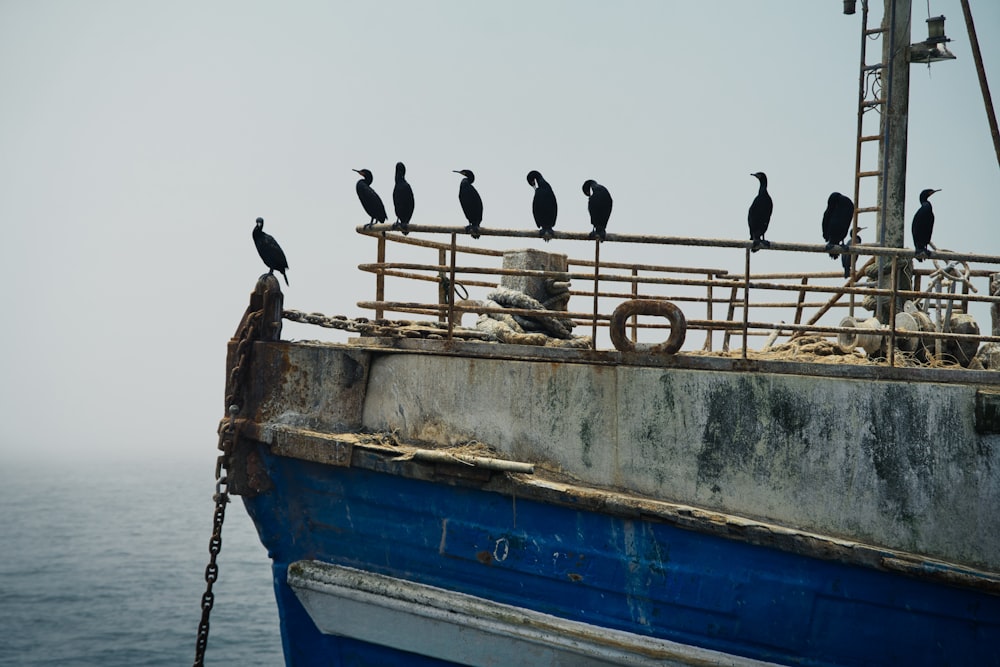 a group of birds sitting on top of a boat