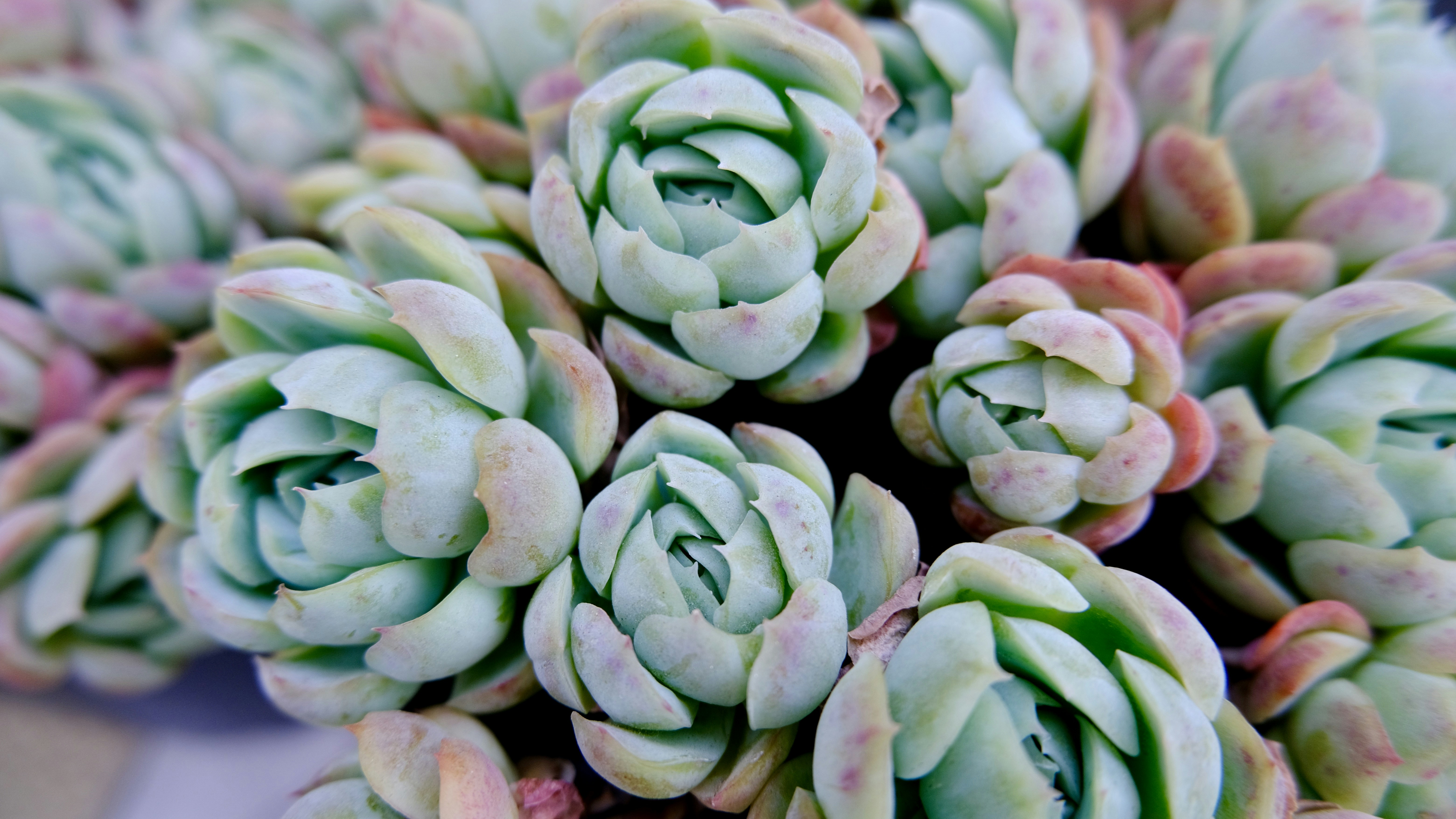 Natural skincare ingredients