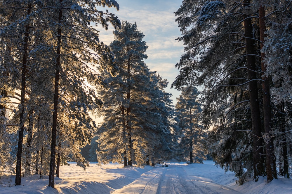 a snow covered road surrounded by tall pine trees