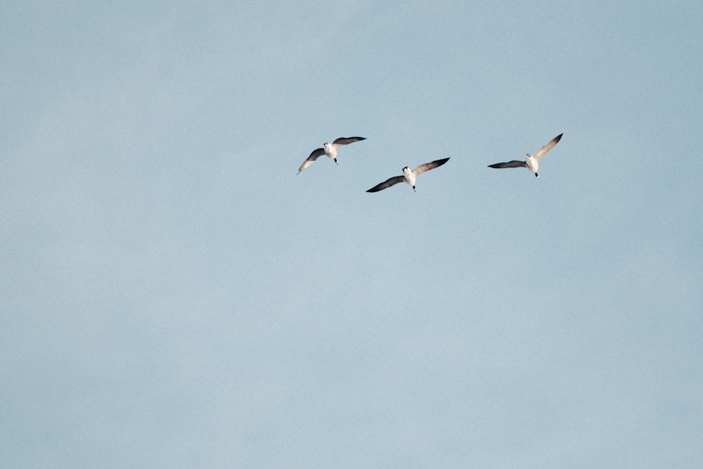 a flock of birds flying through a blue sky