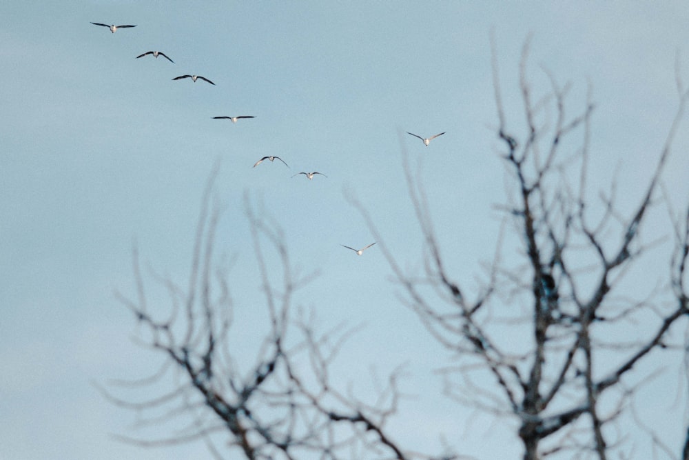 a flock of birds flying over a tree