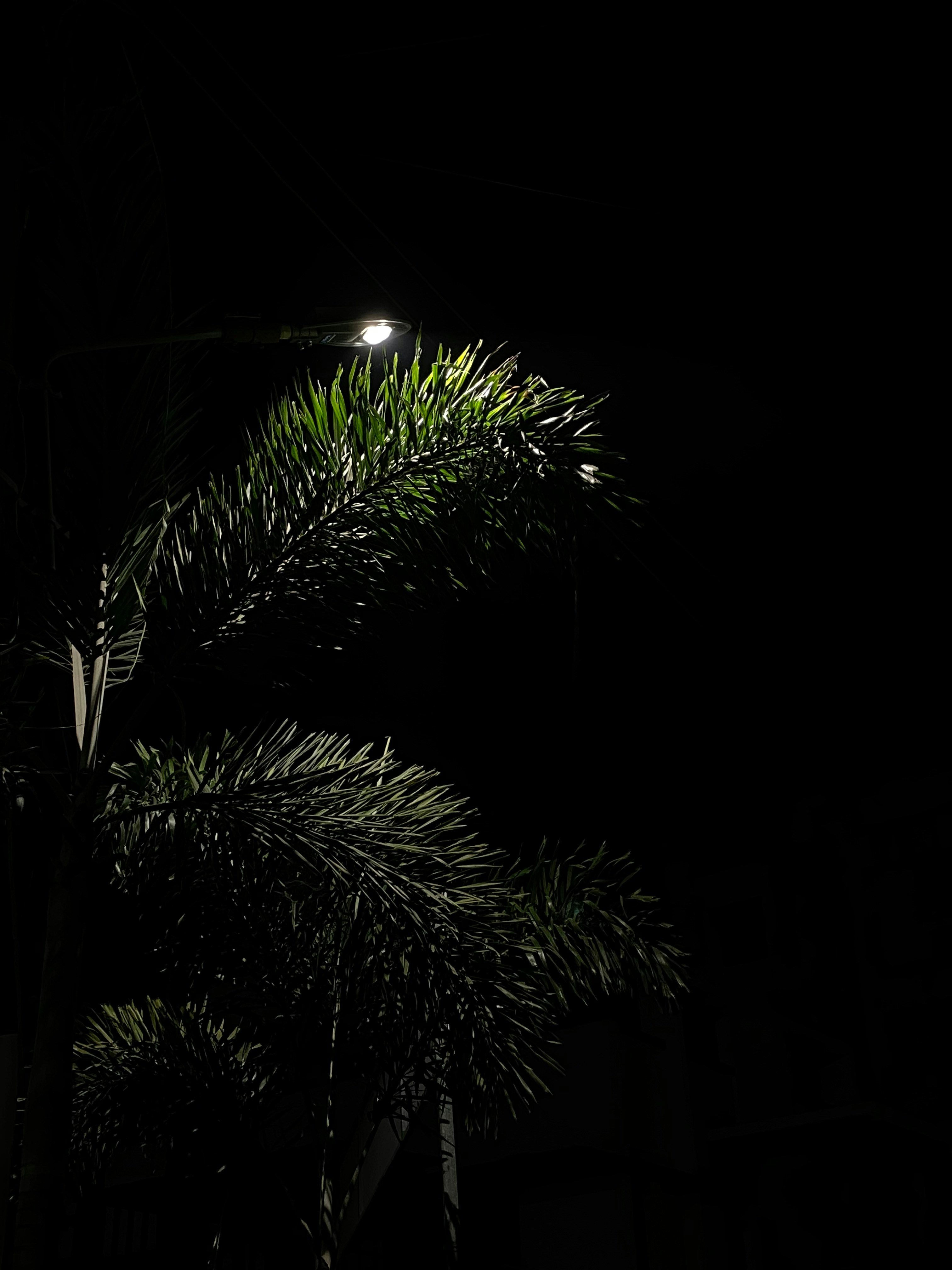 Photo by wholsomekirtan