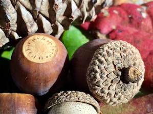 Several acorns and a pine cone are arranged together with colorful autumn leaves in the background. The acorns display a rich brown hue with textured caps. The background features shades of red and green from the leaves.