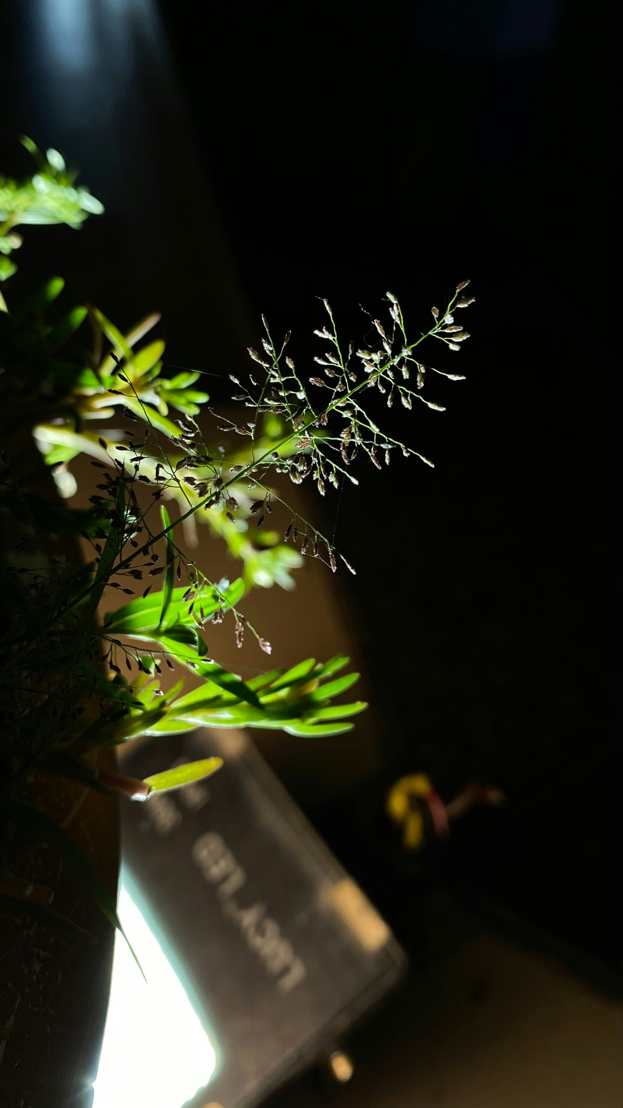 Photo by wholsomekirtan