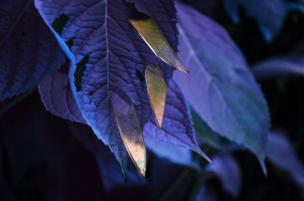 a close up of a purple and green leaf