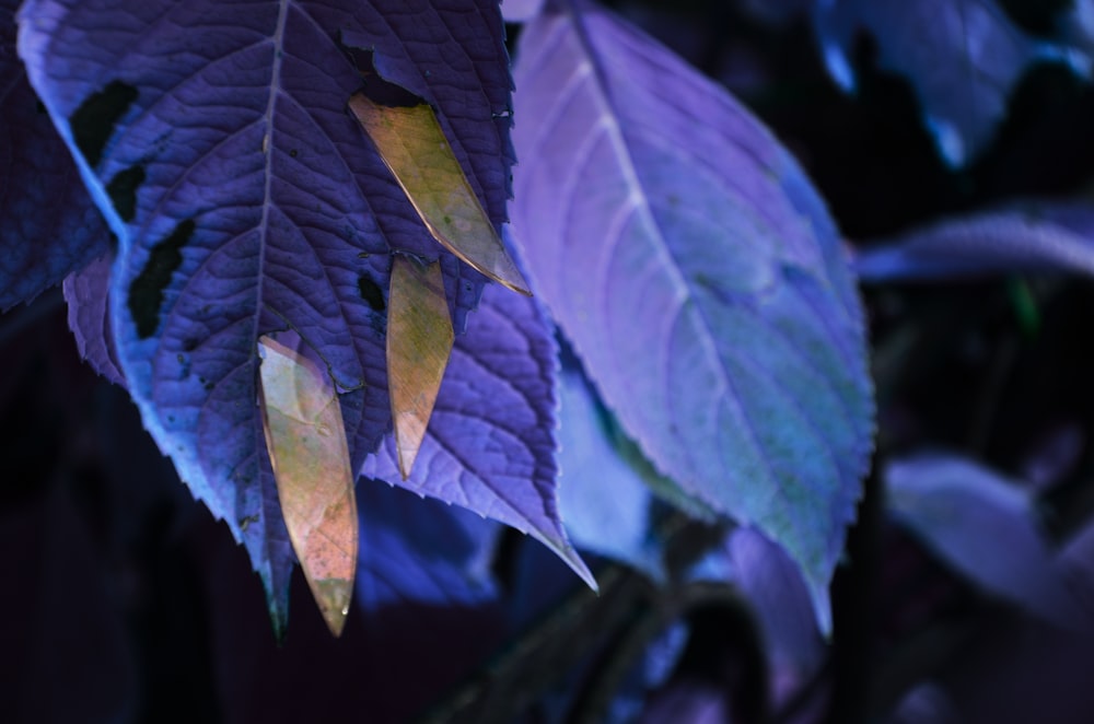 a close up of a purple and green leaf