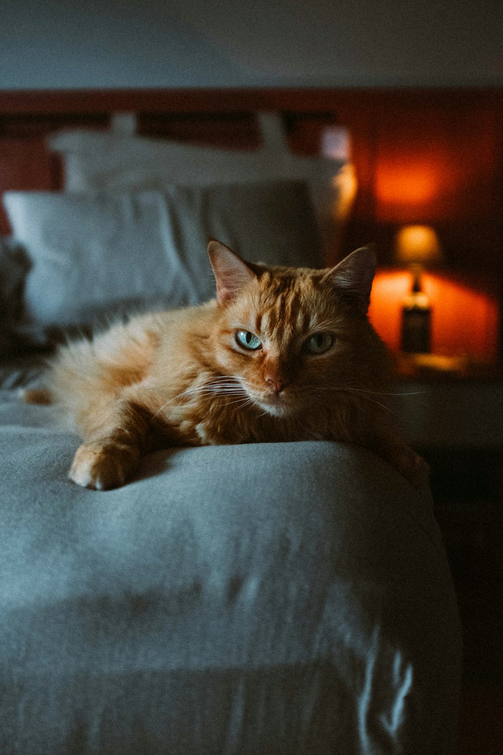 a cat laying on top of a bed next to a lamp