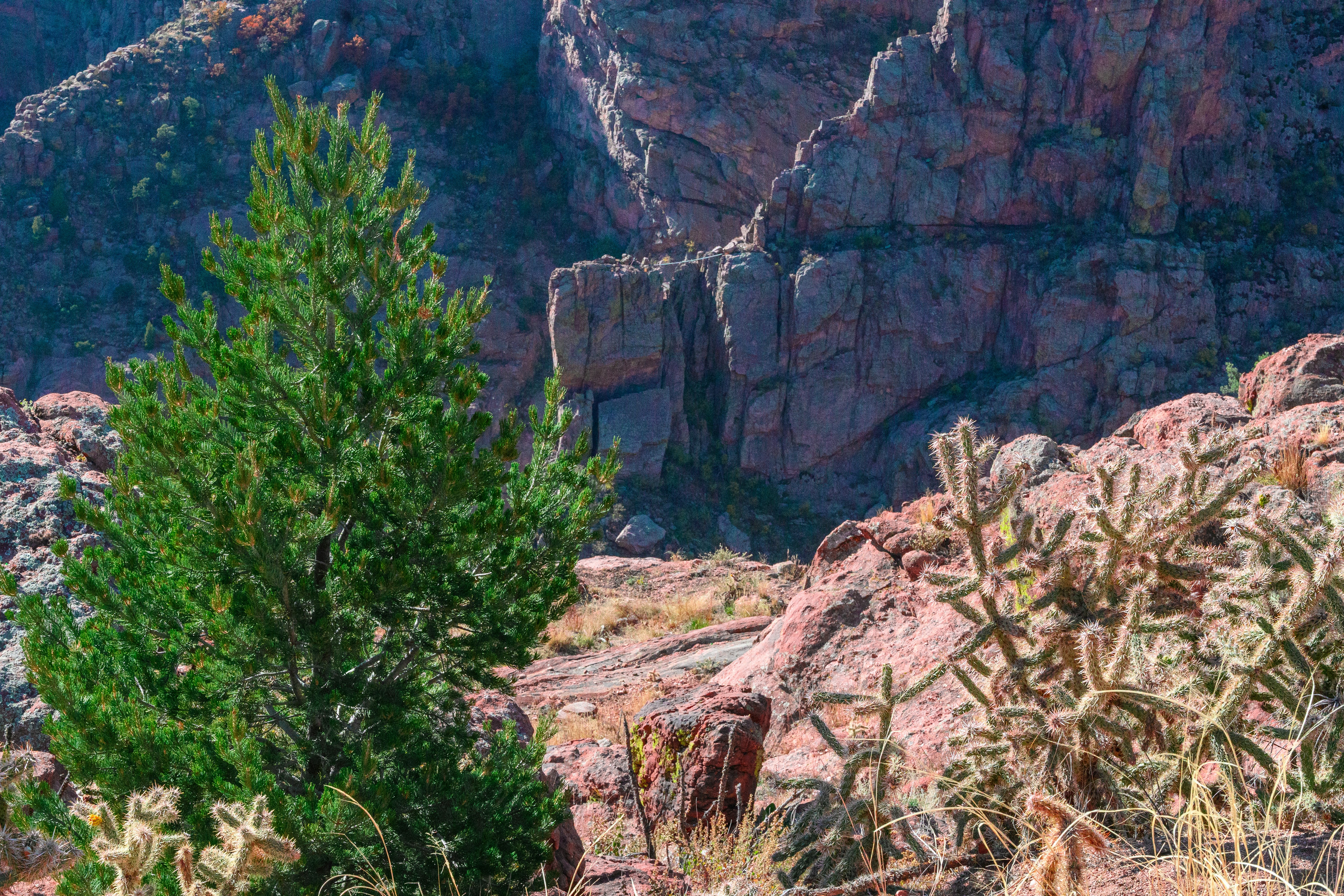 a view of a mountain with a tree in the foreground