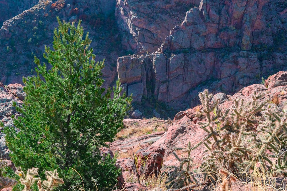 a view of a mountain with a tree in the foreground