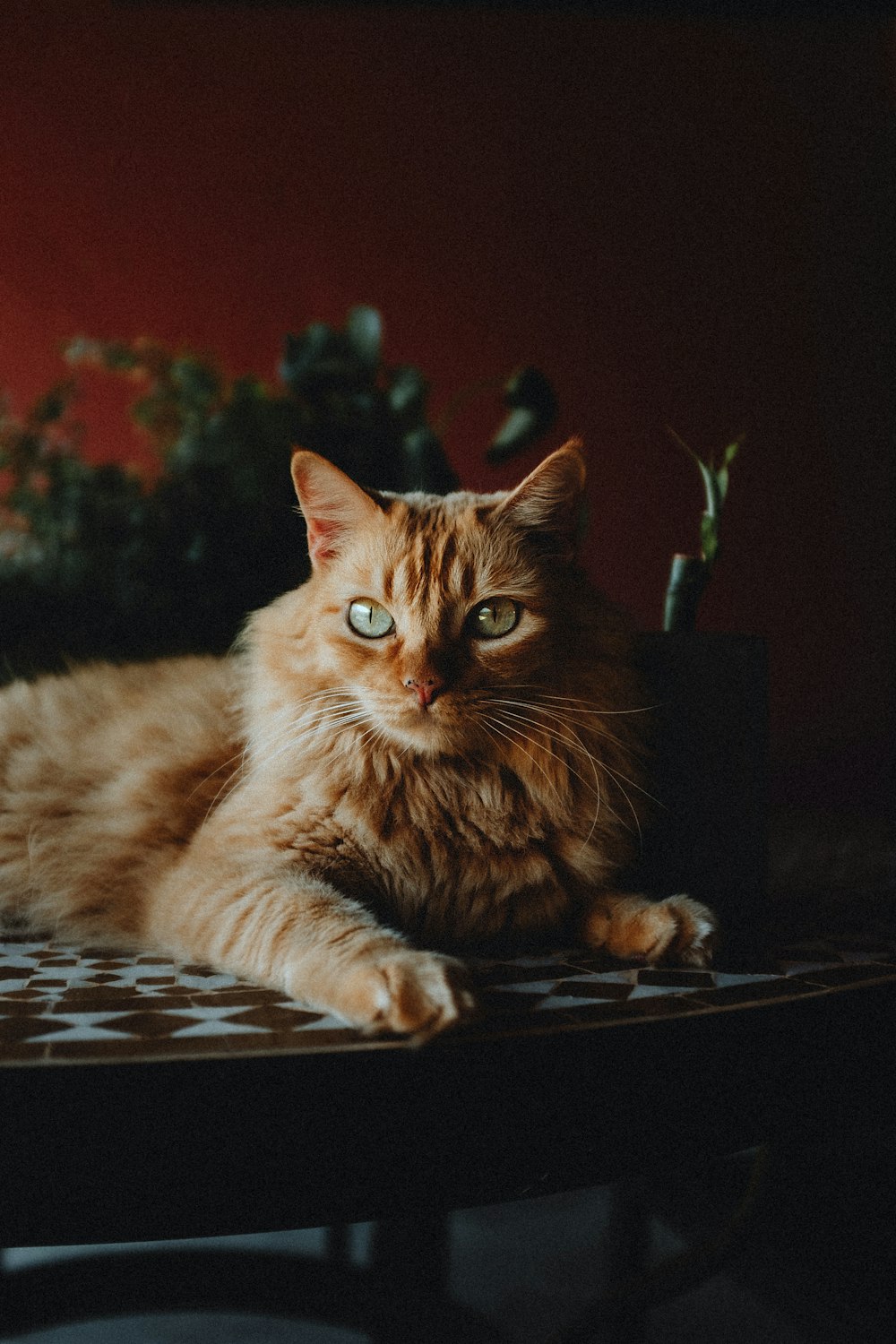 a cat sitting on top of a table next to a potted plant