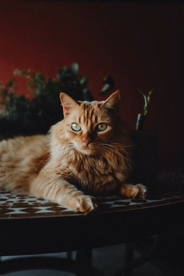 Vomissements chez le chat : Causes, types, quand s’inquiéter et solutions Vomissements chez le chat : Causes, types, quand s’inquiéter et solutions