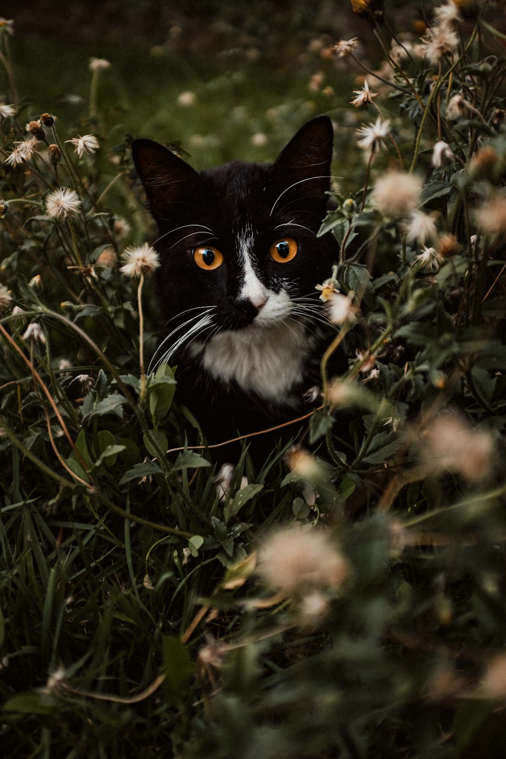 un gato blanco y negro sentado en un campo de flores