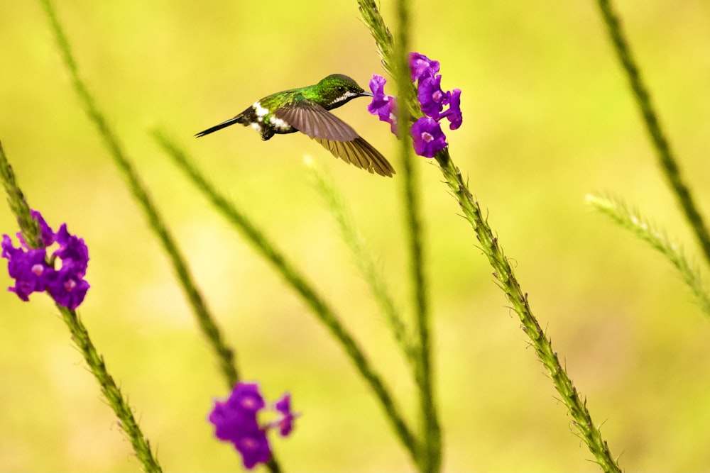 a small bird flying over a purple flower